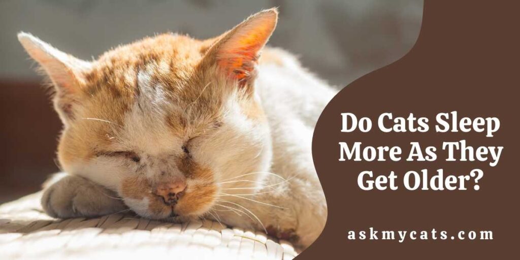 do-cats-sleep-more-as-they-get-older