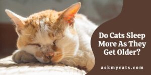 Do Cats Sleep More As They Get Older?