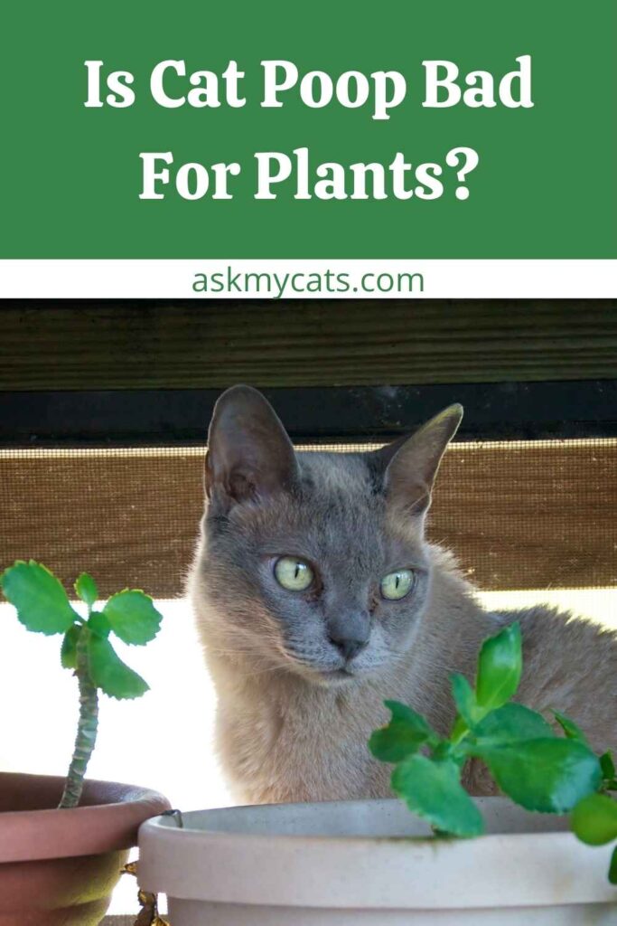 Is Cat Poop Bad For Plants?