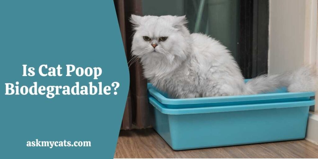 Is Cat Poop Biodegradable?