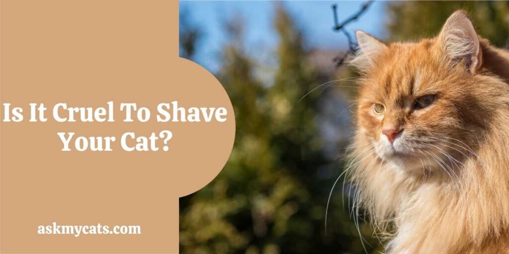 Is It Cruel To Shave Your Cat?