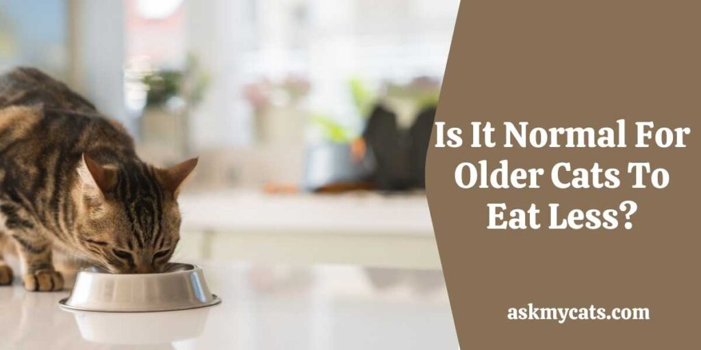 Is It Normal For Older Cats To Eat Less?