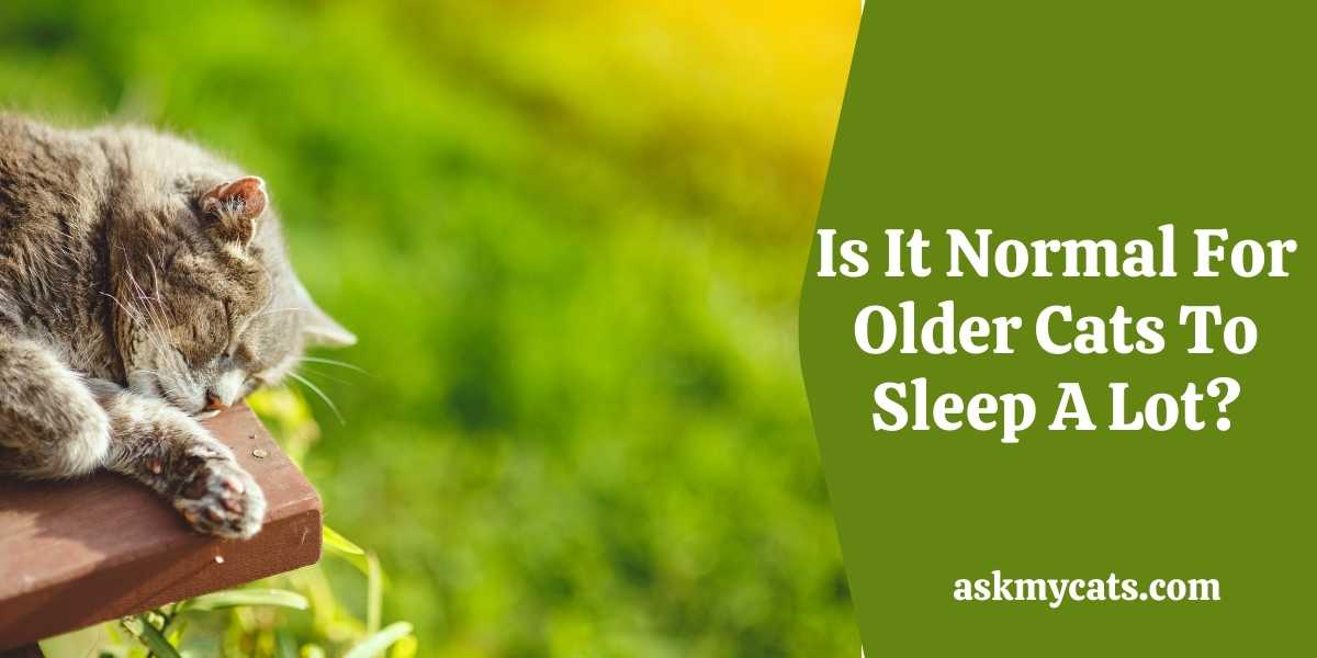 Do Cats Sleep More As They Get Older?
