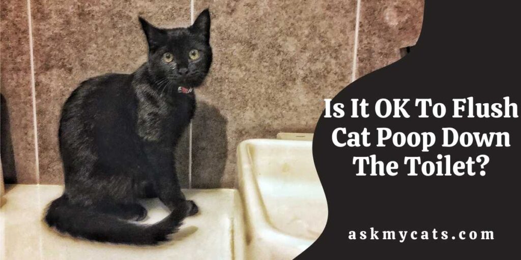 Is It OK To Flush Cat Poop Down The Toilet?