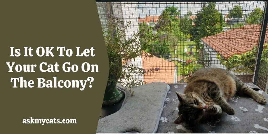 Is It OK To Let Your Cat Go On The Balcony?