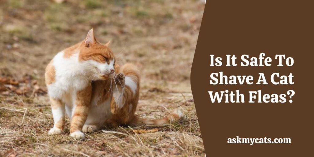 Is It Safe To Shave A Cat With Fleas?