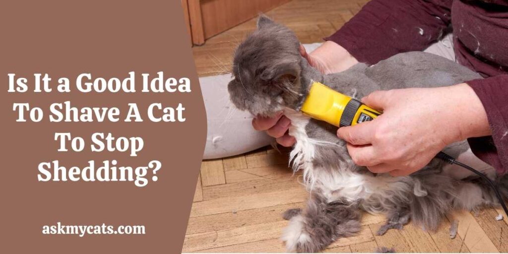 Is It a Good Idea To Shave A Cat To Stop Shedding?