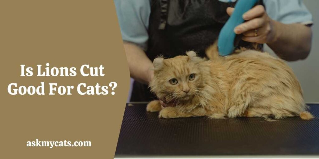Is Lions Cut Good For Cats?