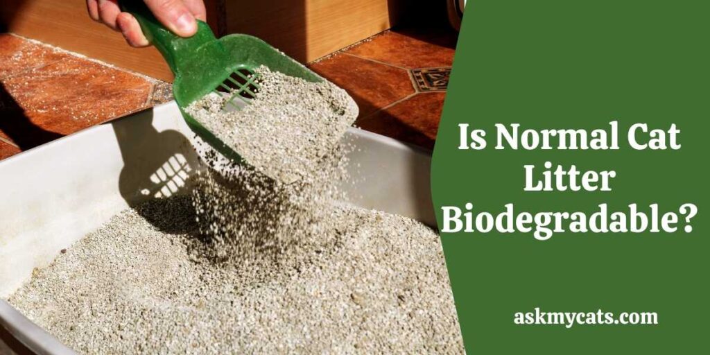 Is Normal Cat Litter Biodegradable?