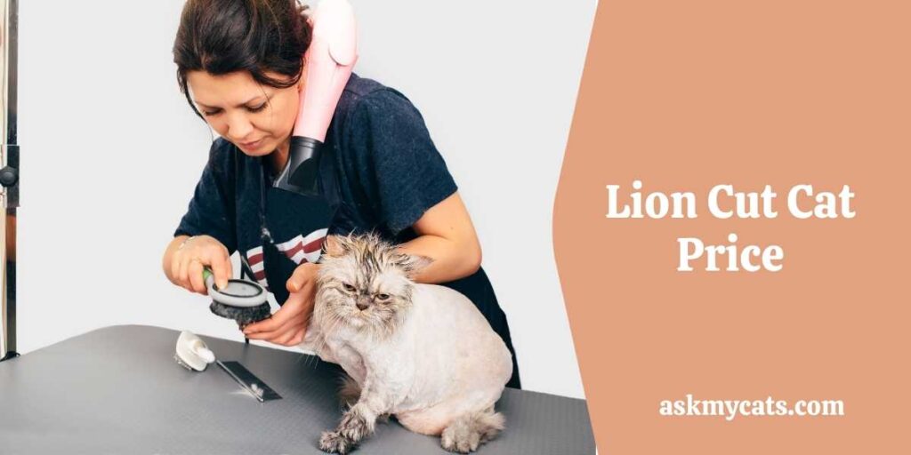 Lion Cut Cat Price