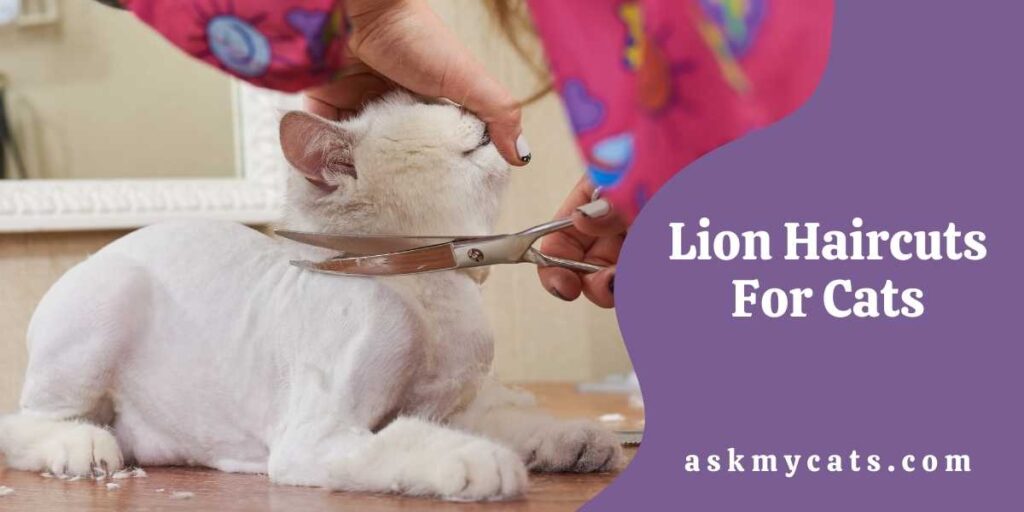 Lion Haircuts For Cats