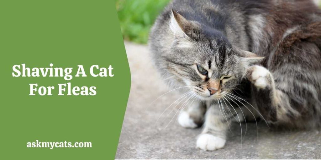 Can You Shave a Cat To Get Rid of Fleas?