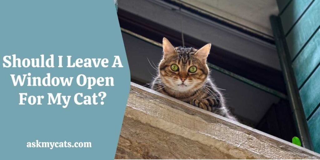 Should I Leave A Window Open For My Cat?
