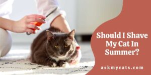 Should I Shave My Cat In Summer?