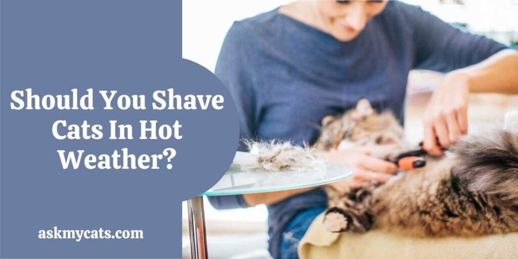 Should You Shave Cats In Hot Weather?
