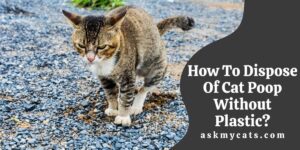 How To Dispose Of Cat Poop Without Plastic?