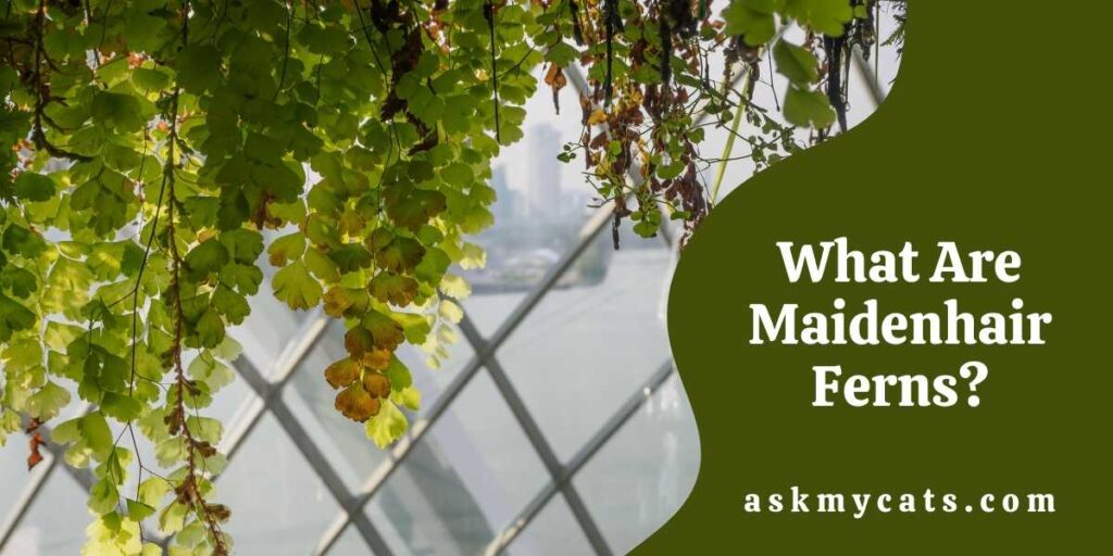 What Are Maidenhair Ferns?