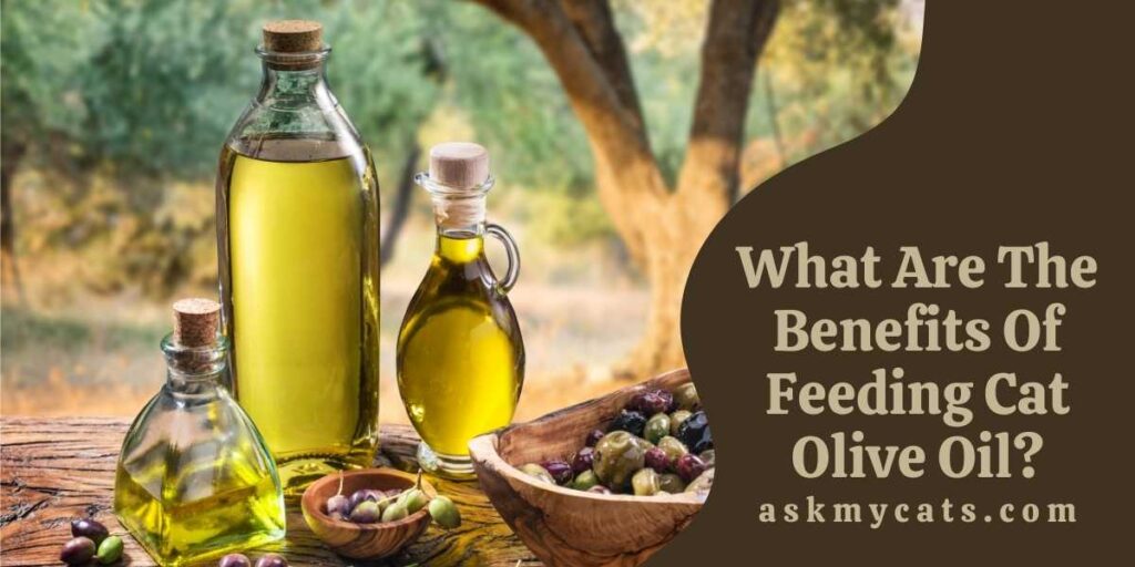 What Are The Benefits Of Feeding Cat Olive Oil?