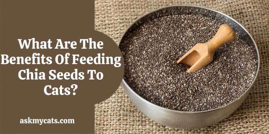 What Are The Benefits Of Feeding Chia Seeds To Cats?