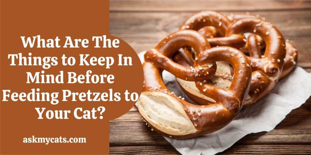 What Are The Things to Keep In Mind Before Feeding Pretzels to Your Cat?
