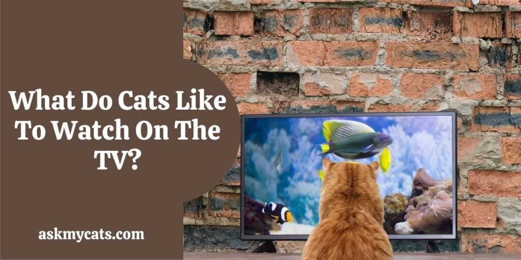 What Do Cats Like To Watch On The TV?