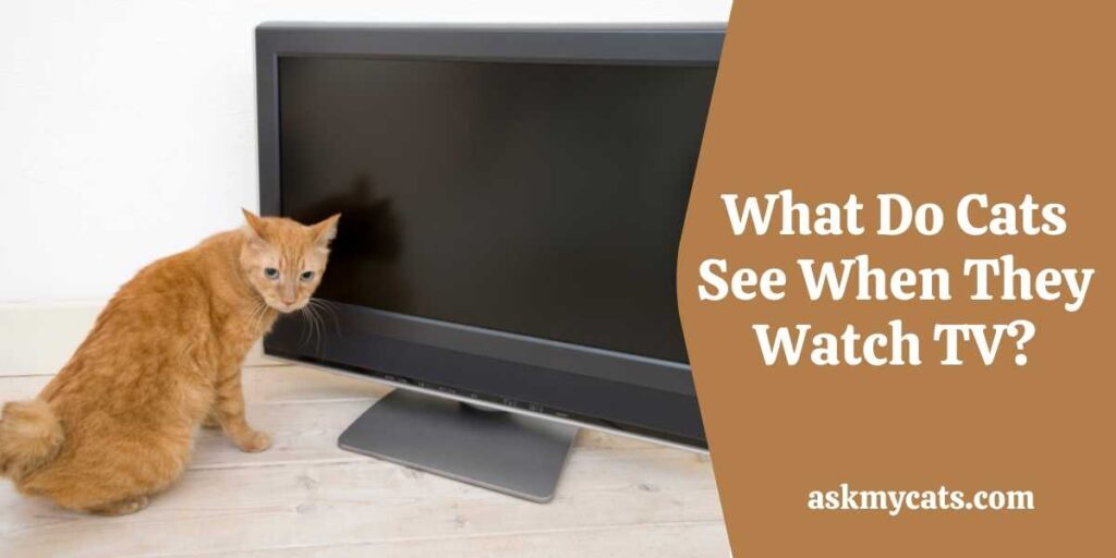What Do Cats See When They Watch TV?