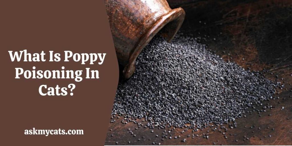 Are poppy seeds bad for cats sale