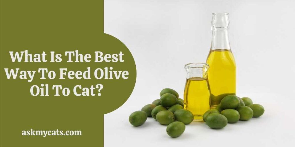 What Is The Best Way To Feed Olive Oil To Cat?
