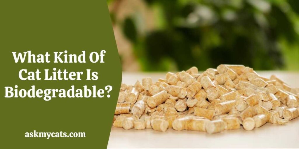 What Kind Of Cat Litter Is Biodegradable?