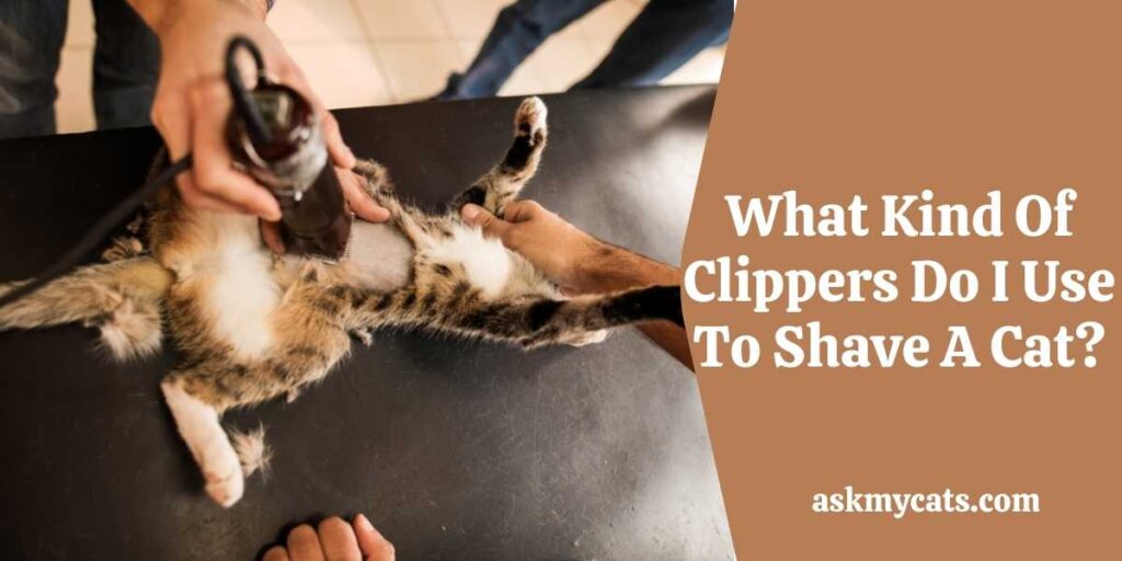 What Kind Of Clippers Do I Use To Shave A Cat?