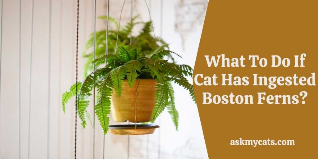 What To Do If Cat Has Ingested Boston Ferns?