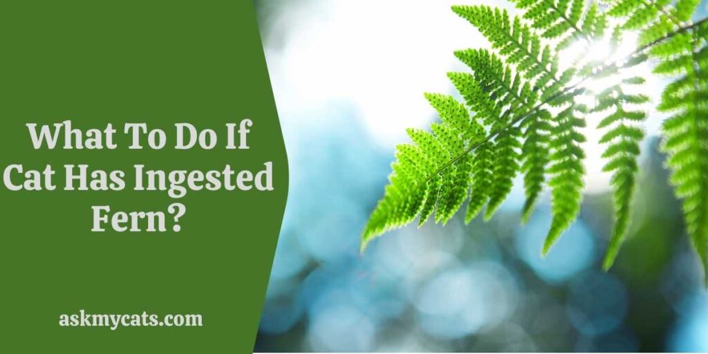 What To Do If Cat Has Ingested Fern?