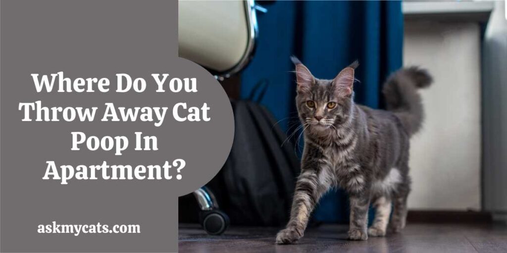 Where Do You Throw Away Cat Poop In Apartment?