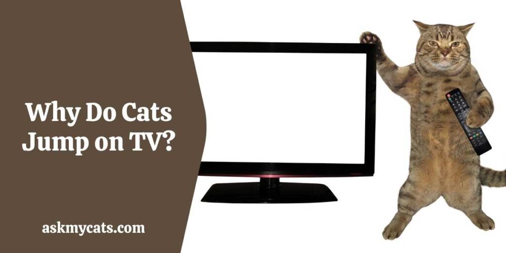 Why Do Cats Jump on TV?