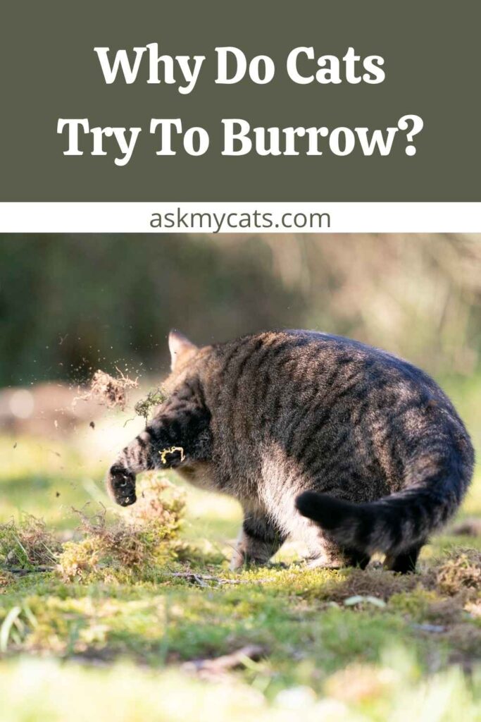 Why Do Cats Try To Burrow?