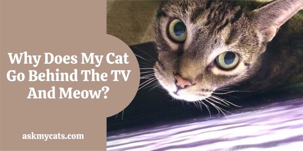 Why Does My Cat Go Behind The TV And Meow?