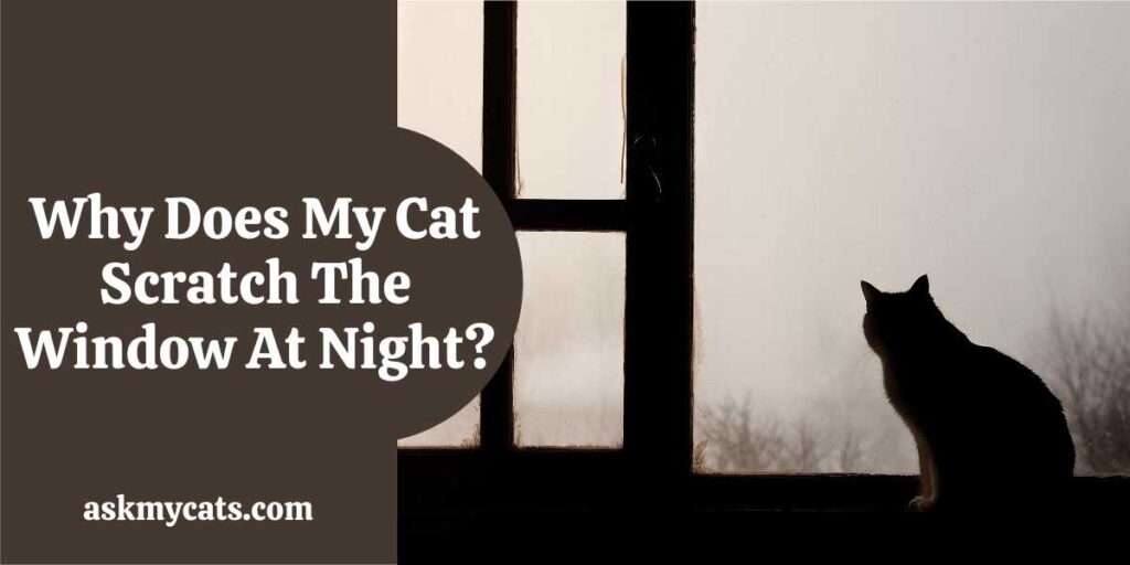 Why Does My Cat Scratch The Window At Night?