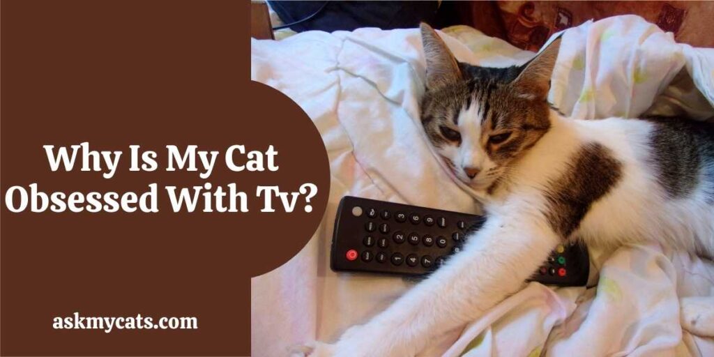 Why Is My Cat Obsessed With Tv?