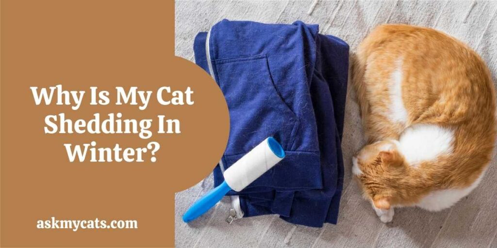 Why Is My Cat Shedding In Winter?