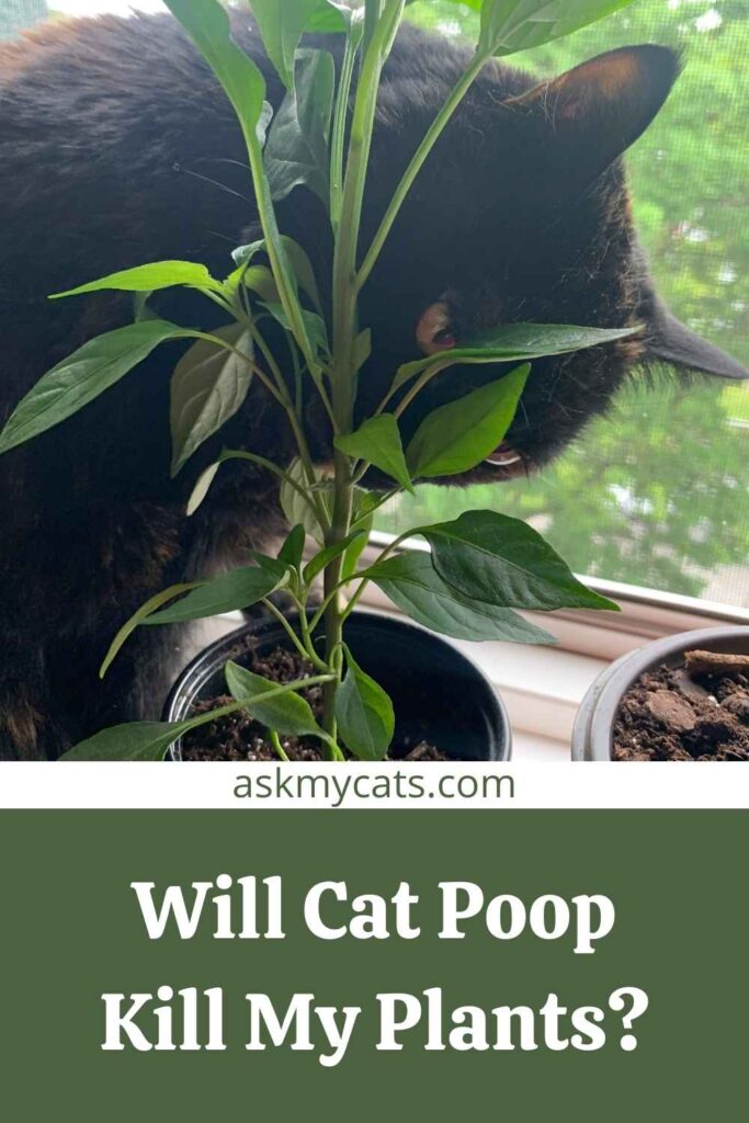 Will Cat Poop Kill My Plants?