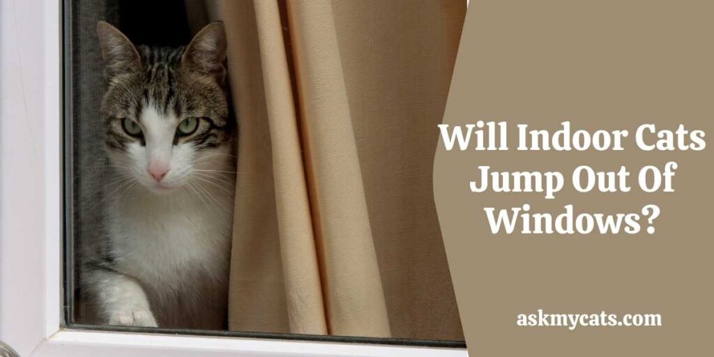 Will Indoor Cats Jump Out Of Windows?