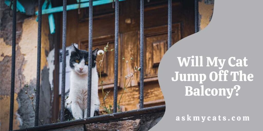 Will My Cat Jump Off The Balcony?