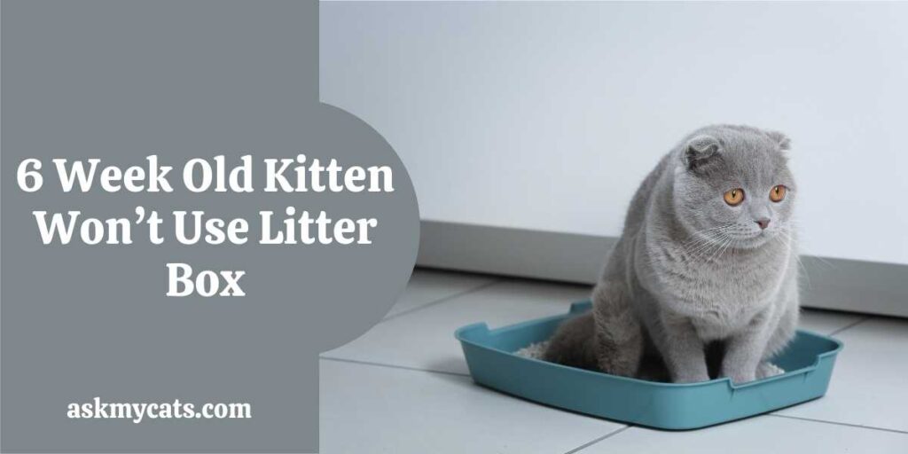 6 Week Old Kitten Won’t Use Litter Box