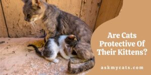 Are Cats Protective Of Their Kittens?