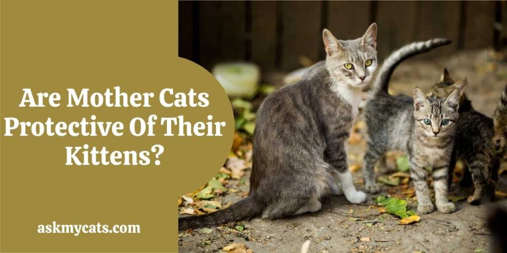 Are Mother Cats Protective Of Their Kittens?