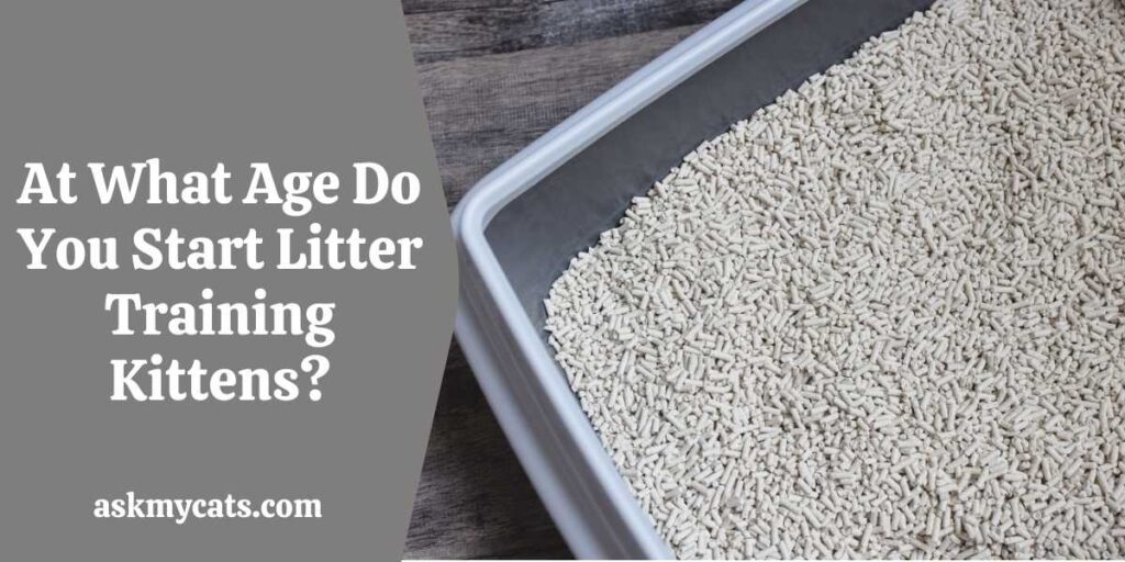 At What Age Do You Start Litter Training Kittens?