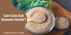 Can Cats Eat Sesame Seeds? Are Sesame Seeds Safe For Cats?