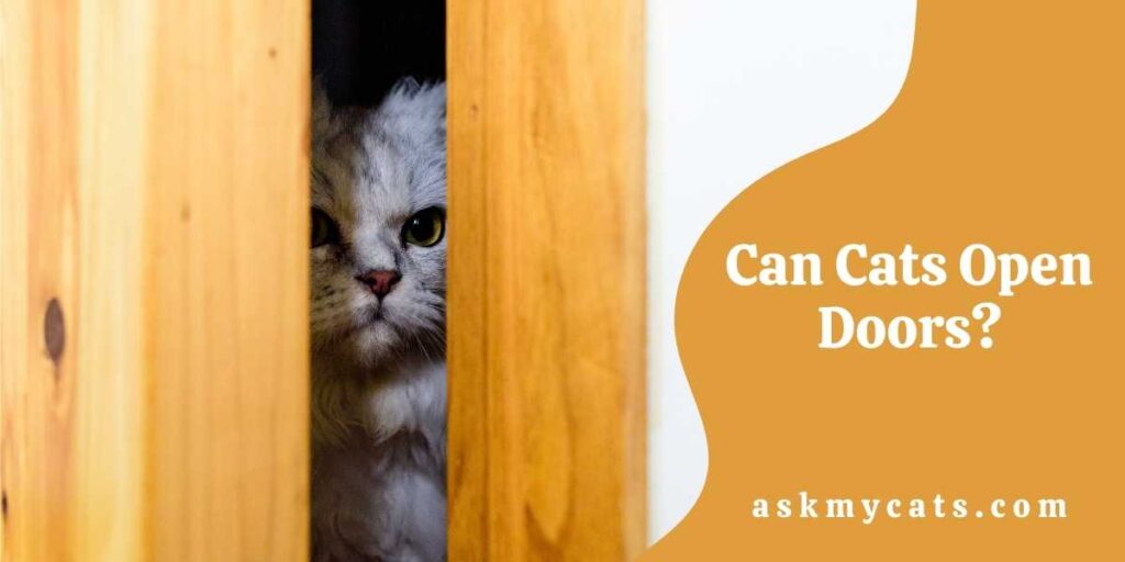 Can Cats Open Doors?