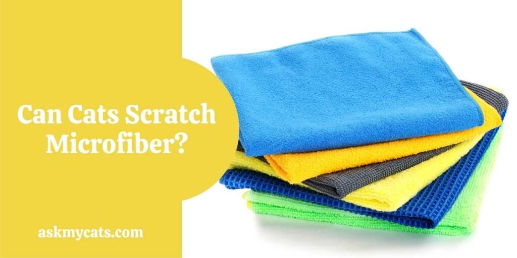 Can Cats Scratch Microfiber?