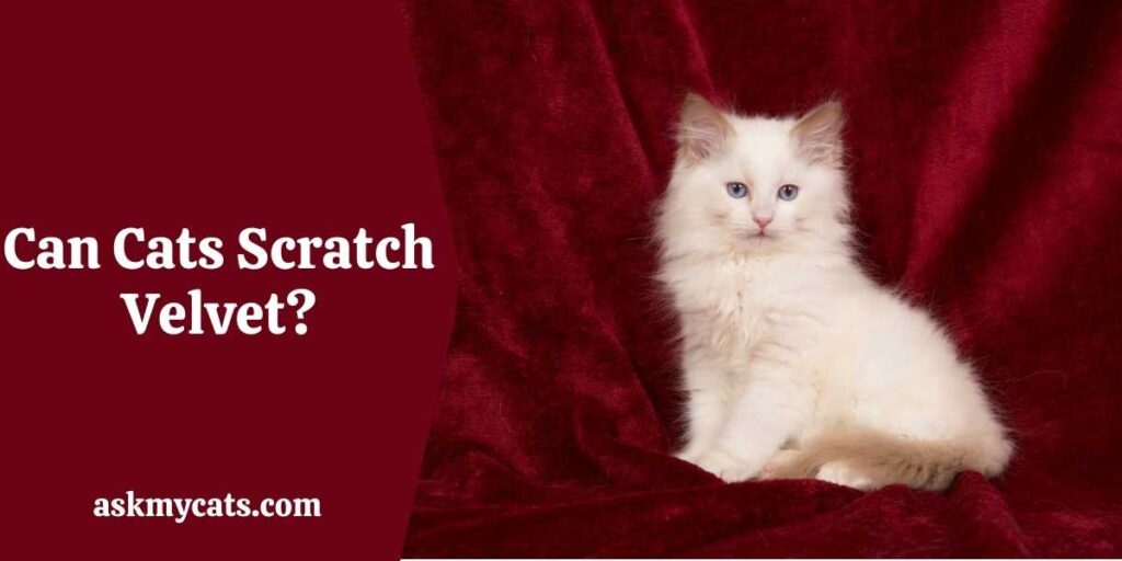 Can Cats Scratch Velvet?